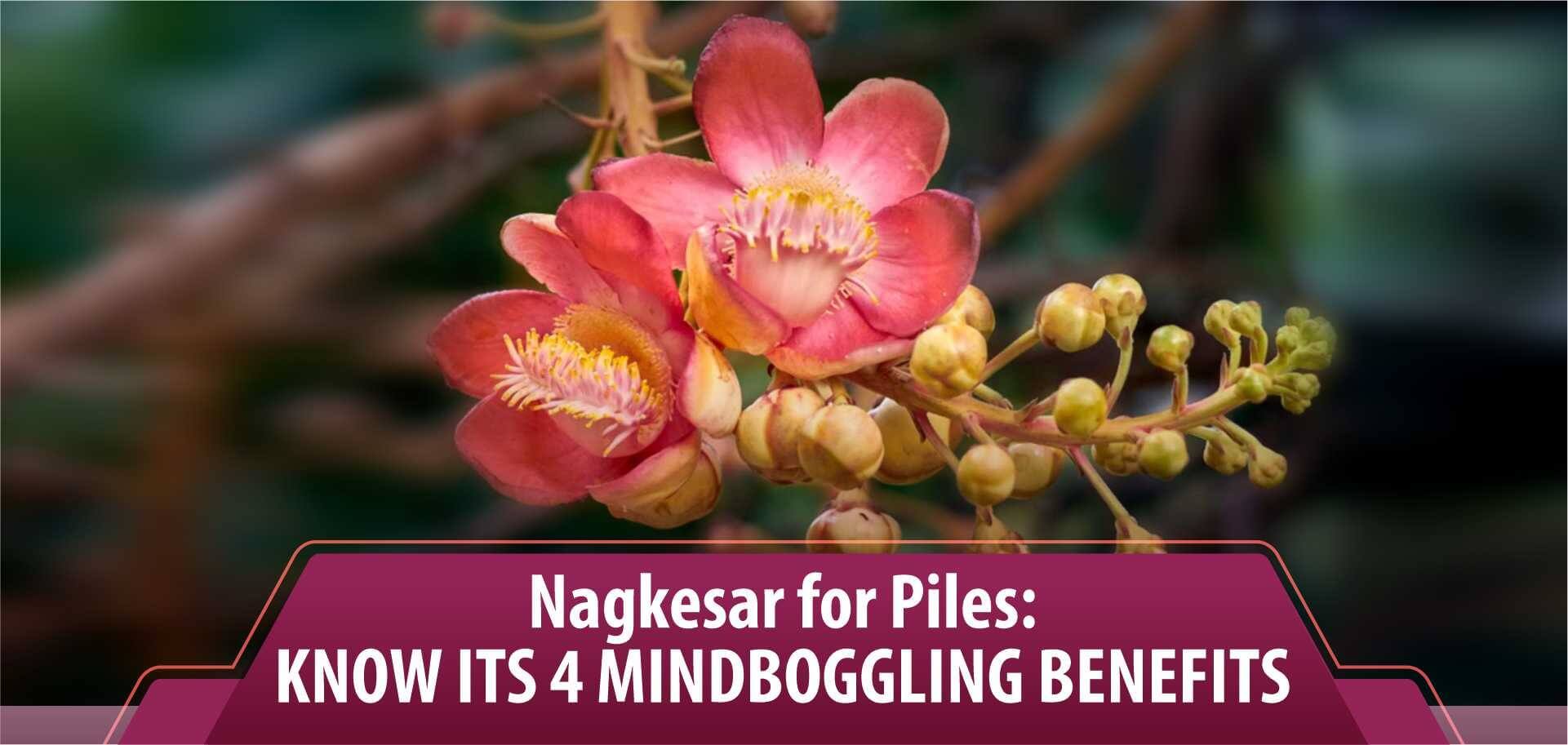 Nagkesar for Piles: Know Its 4 Mindboggling Benefits