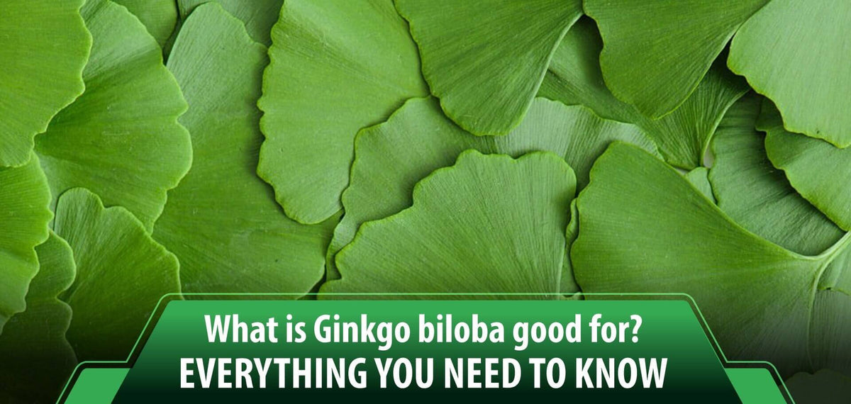 What is Ginkgo biloba good for? (Everything you need to know)