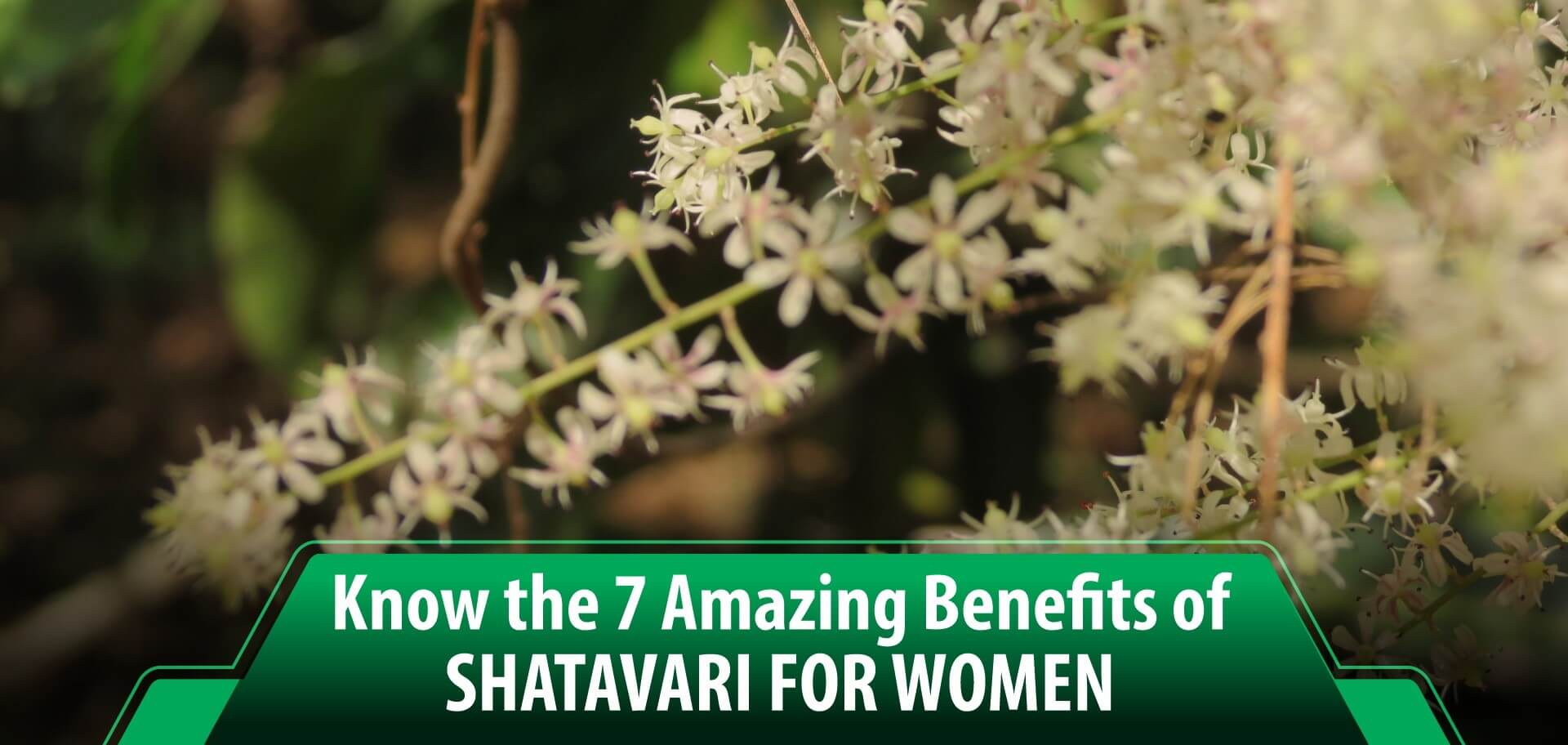Know the 7 Amazing Benefits of Shatavari for Women