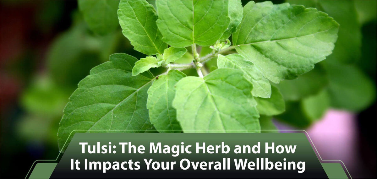 Tulsi