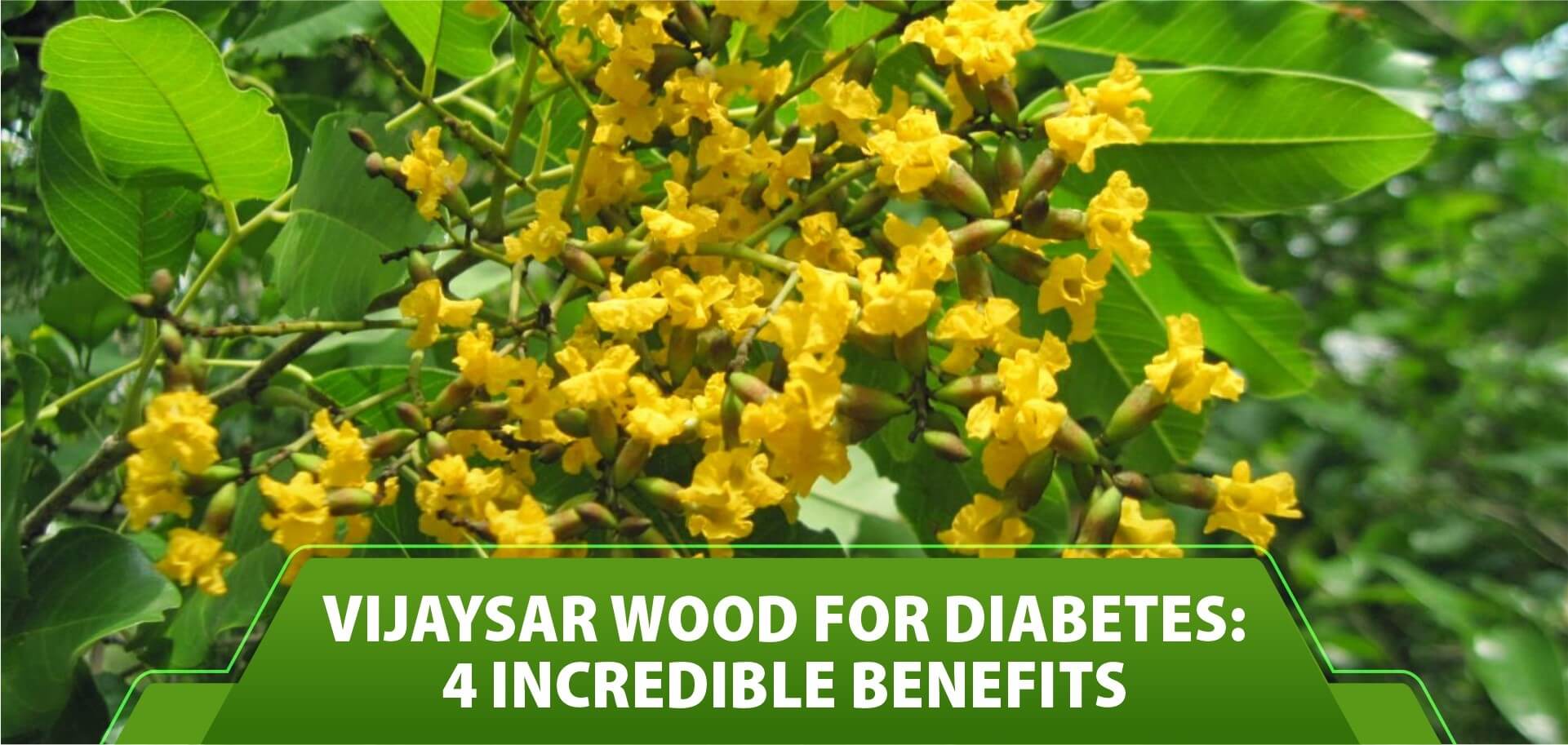 Vijaysar wood for diabetes: 4 incredible benefits